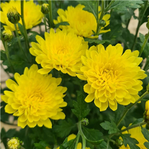 Chrysanthemum 'Cleron Citron'